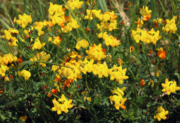 Lotus corniculatus grows among the grasses in the meadow