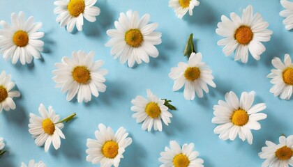 daisy pattern flat lay spring and summer chamomile flowers on a blue background repetition concept top view