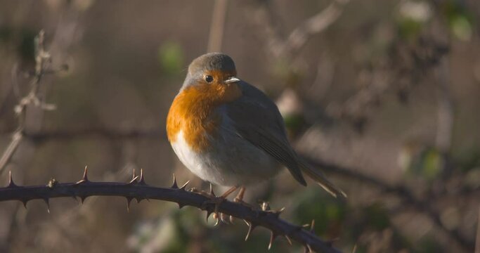 Robin redbreast bird flying from thorn branch slow motion close up