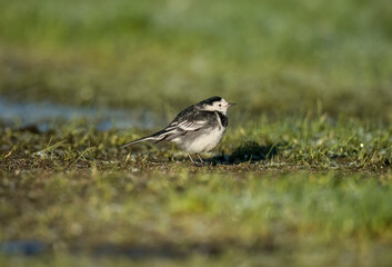 Obraz premium Pied Wagtail on the snow covered grass in the winter