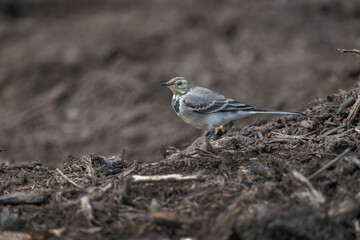 Pied Wagtail, juvenile on a compost heap in the winter