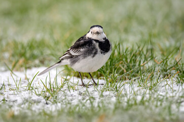 Pied Wagtail on the snow covered grass in the winter