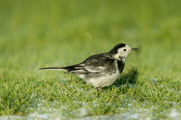 Obraz premium Pied Wagtail on the snow covered grass in the winter, close up