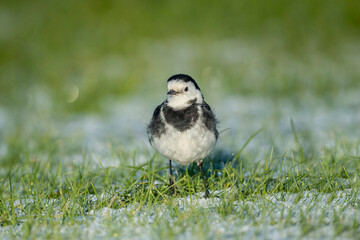 Pied Wagtail on the snow covered grass in the winter