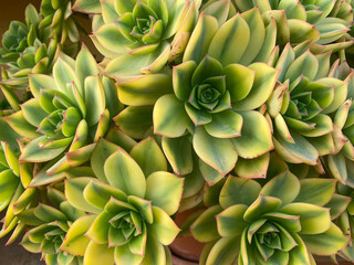 Home flowers succulents background. Garden plants concept