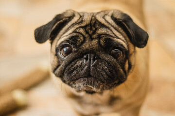 Fototapeta premium pug dog portrait domestic animal