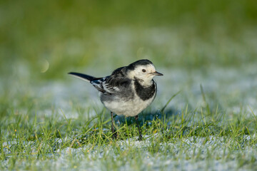 Pied Wagtail on the snow covered grass in the winter