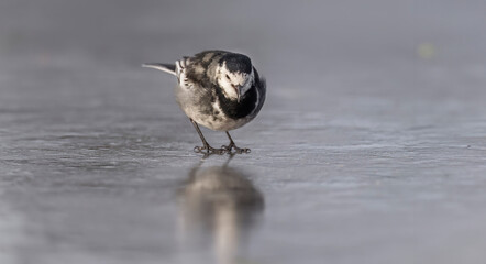Pied wagtail, Motacilla alba standing on ice, tweeting