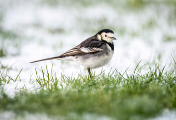 Pied Wagtail on the snow covered grass in the winter, close up