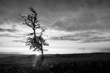 tree in the fog, Strines