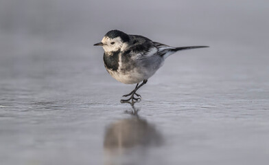 Pied wagtail, Motacilla alba standing on ice