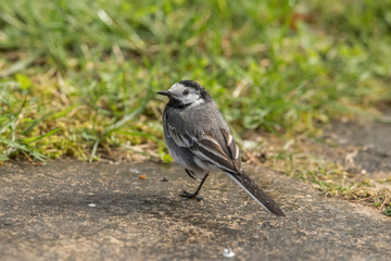 Pied wagtail, on paving stones in springtime