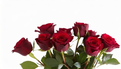 bouquet of blooming dark red roses isolated on white background