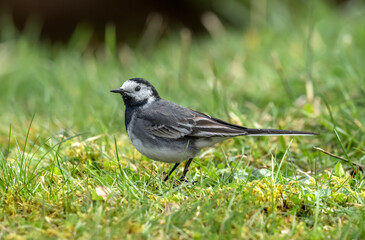 Obraz premium Pied Wagtail on the grass in the Springtime