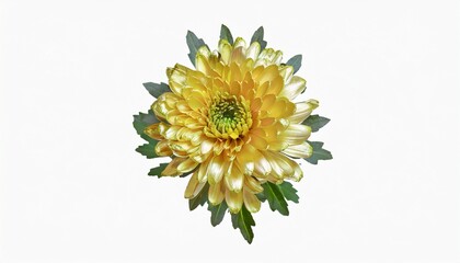 golden metallic chrysanthemum isolated on a background