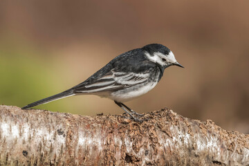 Pied wagtail, perched on a branch in the Springtime
