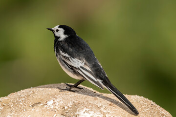 Pied wagtail, perched on a Toadstool in the Springtime, close up