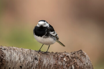 Pied wagtail, perched on a branch in the Springtime