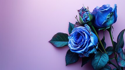 A blue rose flowers on purple backgrounds.