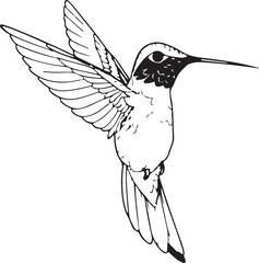 Hummingbird line art silhouette illustration design vector