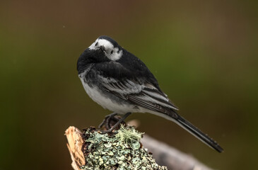 Obraz premium Pied wagtail, perched on a branch in the Springtime