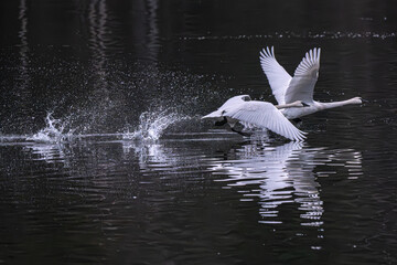 Lift off. Trumpeter swans.