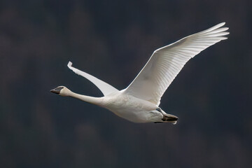 Trumpeter swan in flight - obrazy, fototapety, plakaty