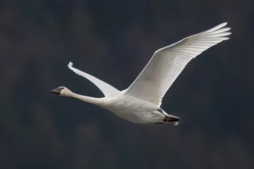Rolgordijnen Trumpeter swan in flight © Richard