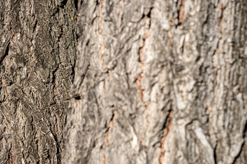 Detail of tree bark texture with focus in the background