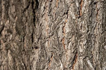Detail of tree bark texture with focus on foreground
