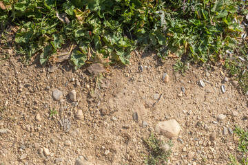 Detail of soil and vegetation texture background