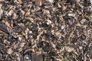Dry leaves texture background detail