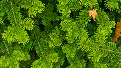 Pine Whispers: An Up-Close Encounter with the Intricate Beauty of Pine Needles, Nature's Tiny Artistry