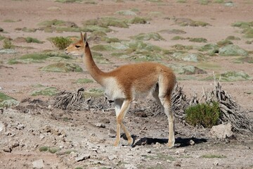 Vicuna Uyuni
