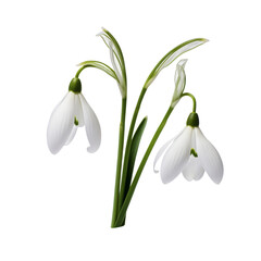 flower - Snowdrop: Hope and consolation (5)