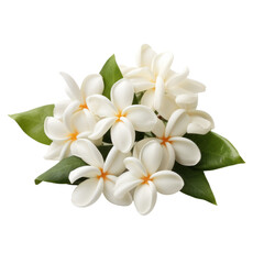 Fototapeta premium flower - Stephanotis: Marital happiness
