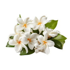 Obraz premium flower - Stephanotis: Marital happiness (3)