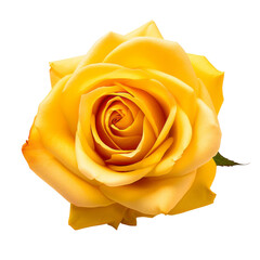 top view Yellow roses, a gift for Valentine's Day