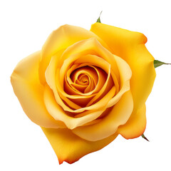  beautifully flower - Rose (Yellow): Friendship and joy gift for Valentine's Day
