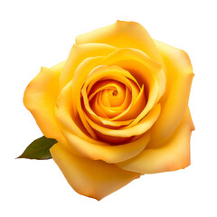 Yellow roses, a gift for Valentine's Day