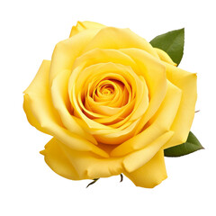 Naklejka premium Beautiful yellow roses signifies warm and joyful love, friendship, and playful affection