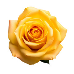 The image of yellow roses signifies warm and joyful love, friendship, and playful affection.