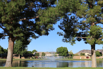 Obraz premium Surface mirror of South lake framed with huge Afgan pine trees in Dos Lagos park, Glendale, Arizona