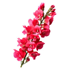 pink flower - Snapdragon: Graciousness and strength .