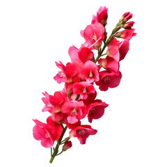 Fototapeta premium pink flower - Snapdragon: Graciousness and strength .