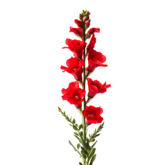 red Snapdragon: Graciousness and strength.