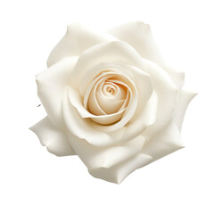 flower - Rose (White): Purity and innocence (3)
