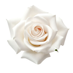 flower - Rose (White): Purity and innocence