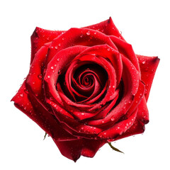 Fototapeta premium Blooming Bright Red Rose Realistic Fresh Flower