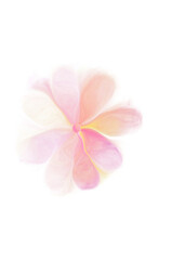 Watercolor flower on transparent background.